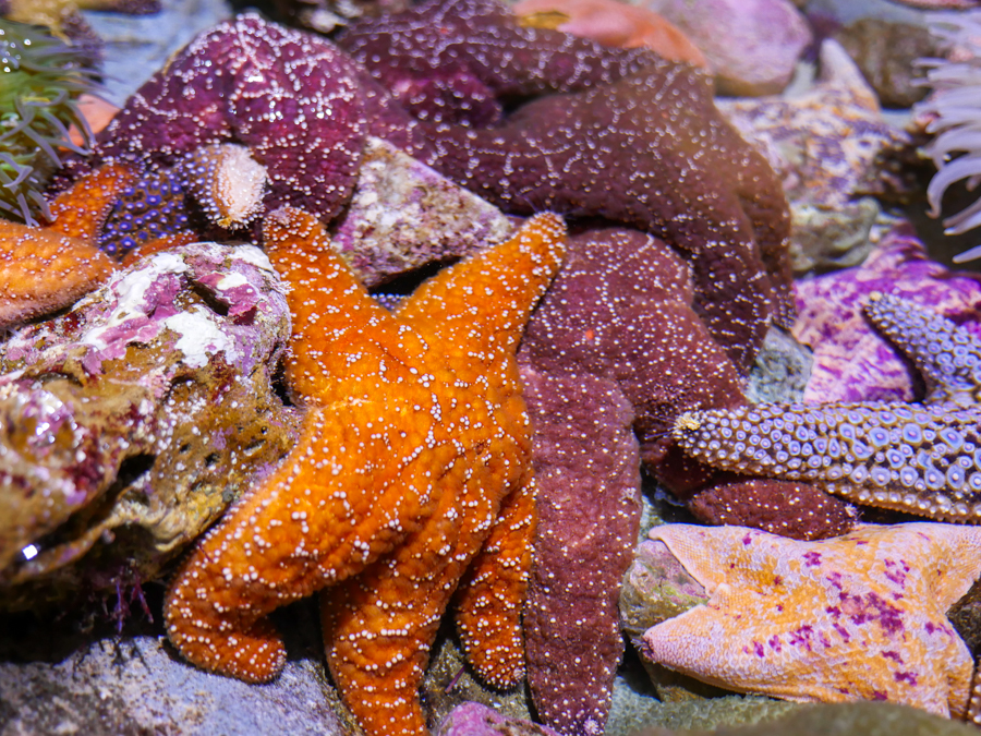 group of sea stars in shallow water