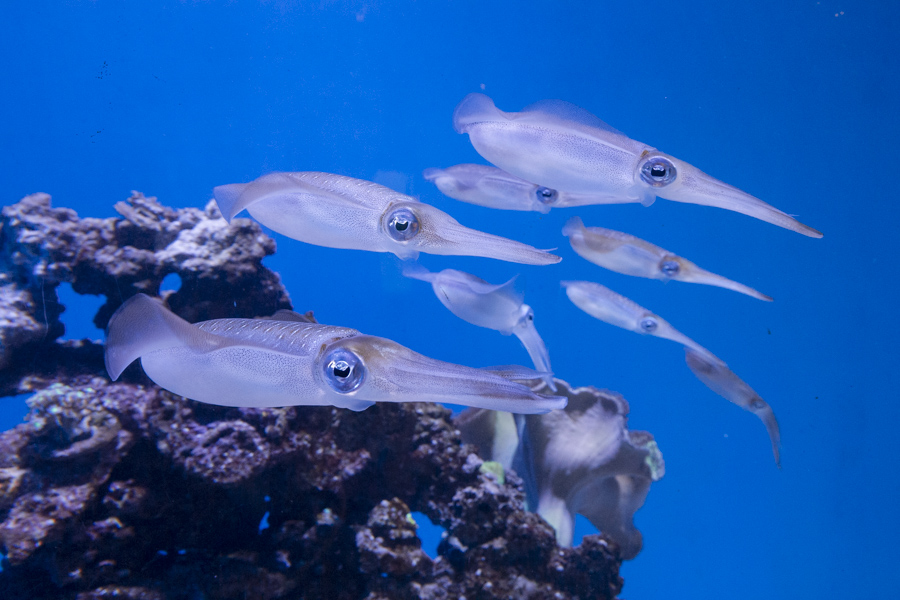 Group of bigfin reef squid