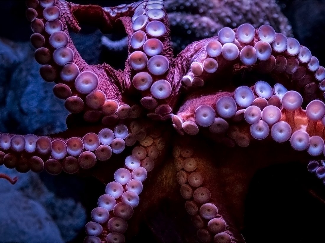 under side of giant pacific octopus