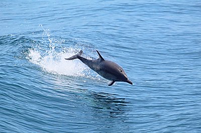 Bottlenose dolphin leaping in the air - thumbnail
