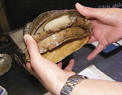 Abalone in hands showing the underside - thumbnail
