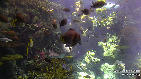 Tropical Reef Webcam capture
