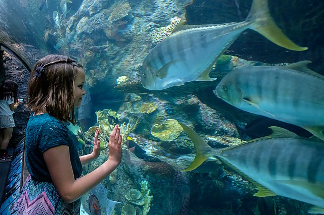 child looking closely at fish in exhibit