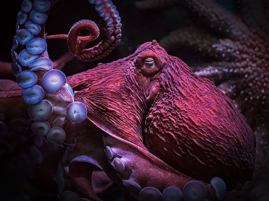 giant pacific octopus side profile
