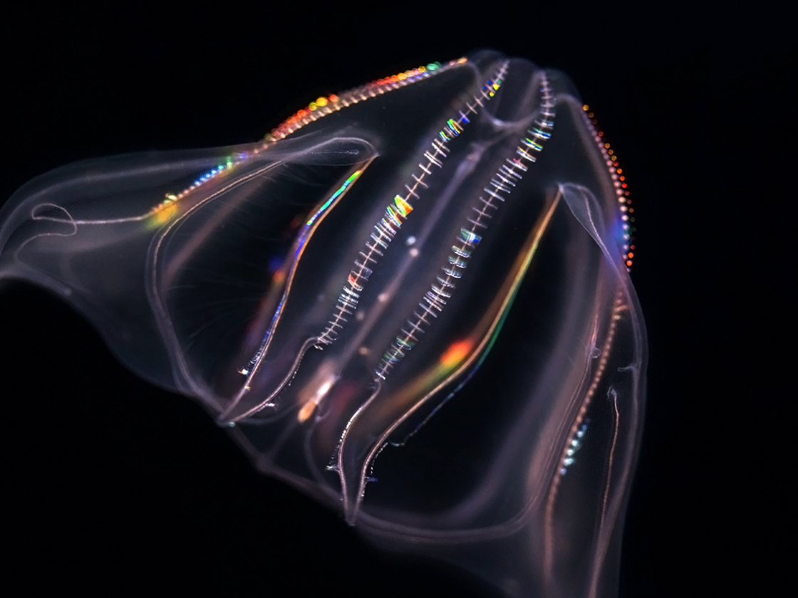 Comb jelly on black background