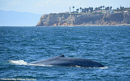 Blue Whale with cliff background