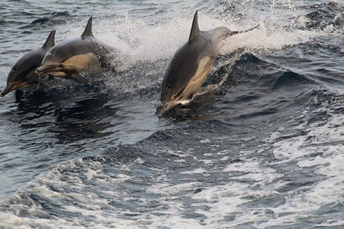 Dolphins in boat wake